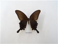 藏品(翠鳳蝶)的圖片